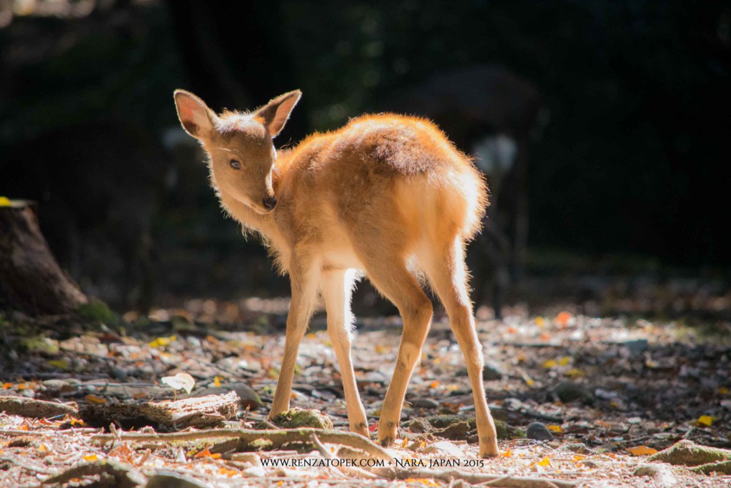 Fuzzy Illuminated Shika Fawn