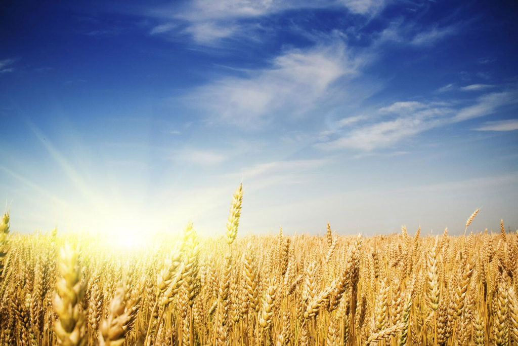Wheat field representing the 2017 Lammas harvest