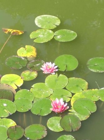 lilypads for the ancestral healing workshop