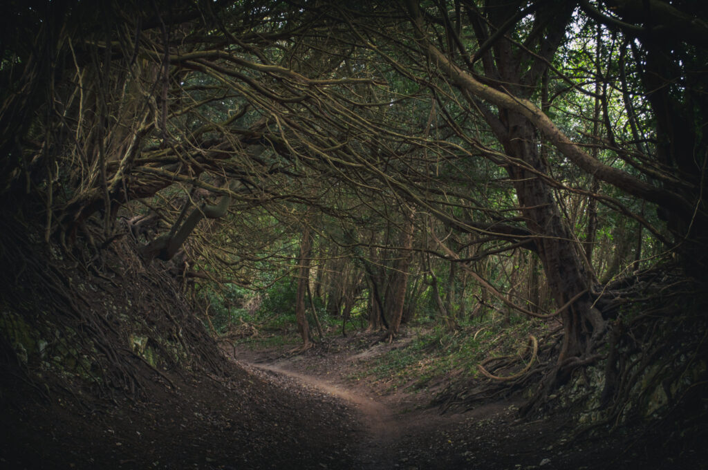 A path through a forest