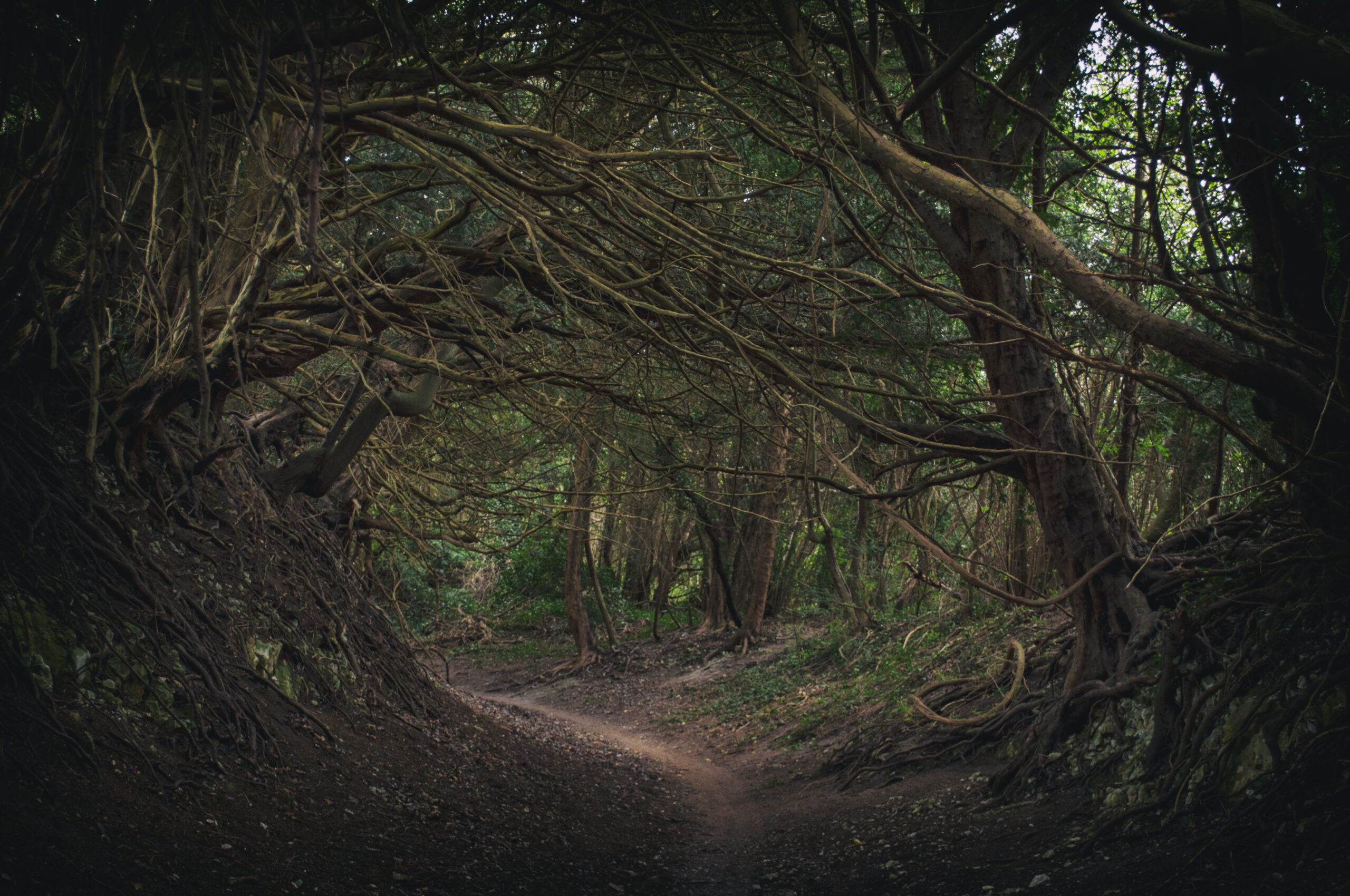 A path through a forest