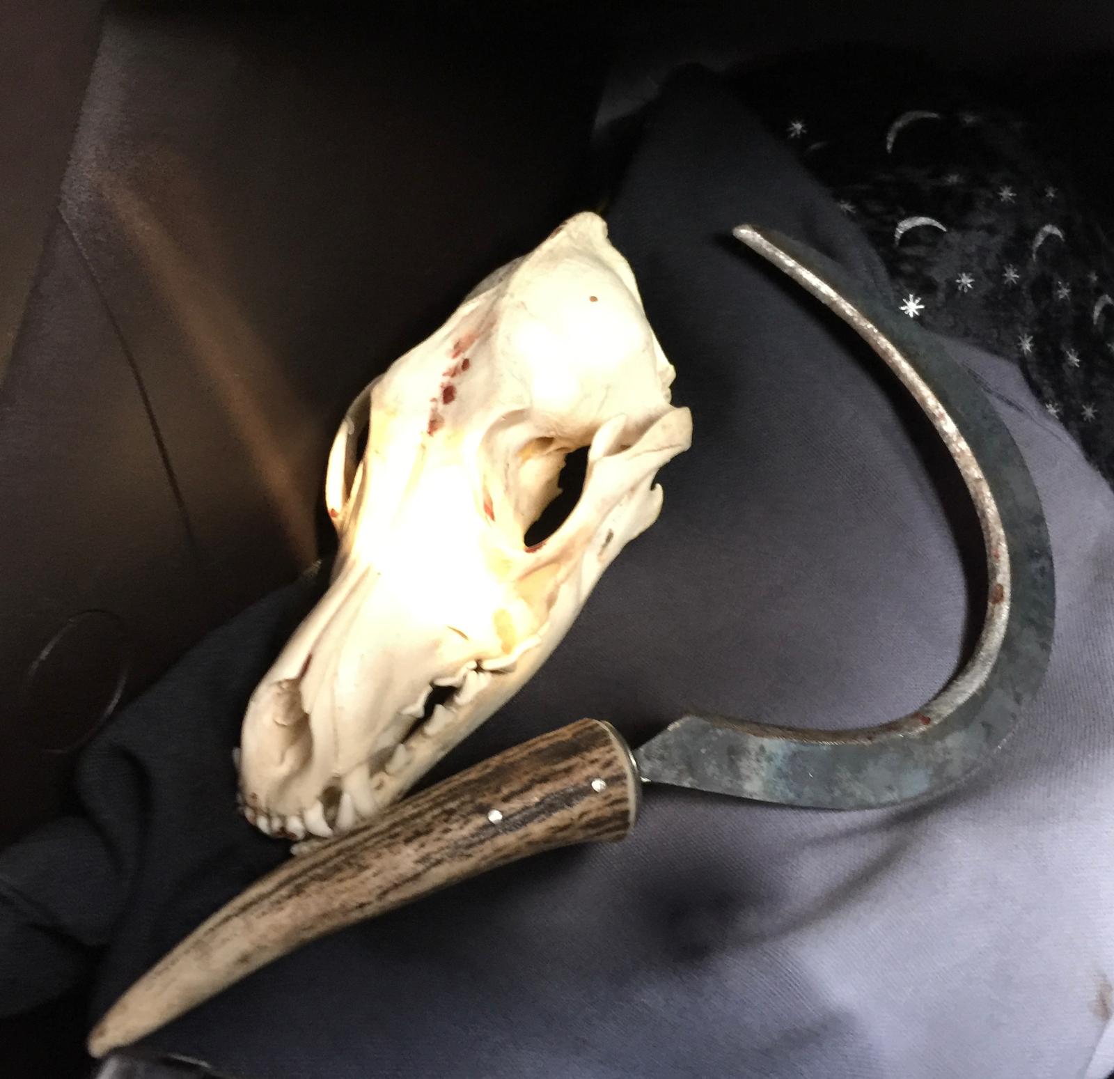 A skull of a animal and a sickle
