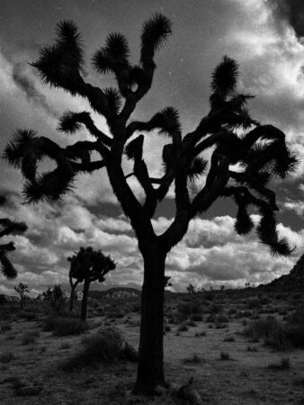 A black and white photo of a tree