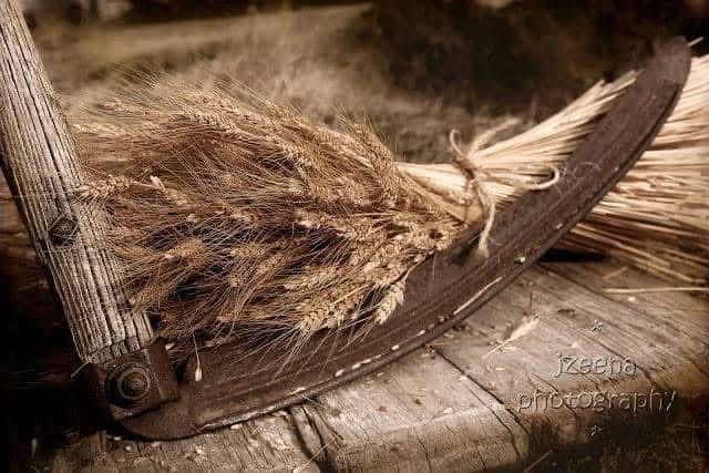 a bunch of wheat on a hat